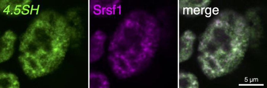 Mice Unveil Natural Gene Therapy System: 4.5SH RNA Revealed as a Key Player in Gene Expression Regulation